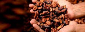 superalimentos energéticos, cacao ecológica